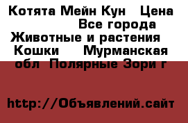 Котята Мейн Кун › Цена ­ 15 000 - Все города Животные и растения » Кошки   . Мурманская обл.,Полярные Зори г.